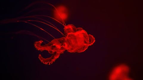 Criaturas en el océano | Foto Canva