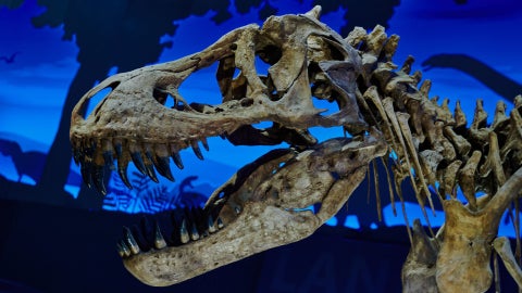 Dinosaurios | Foto Canva