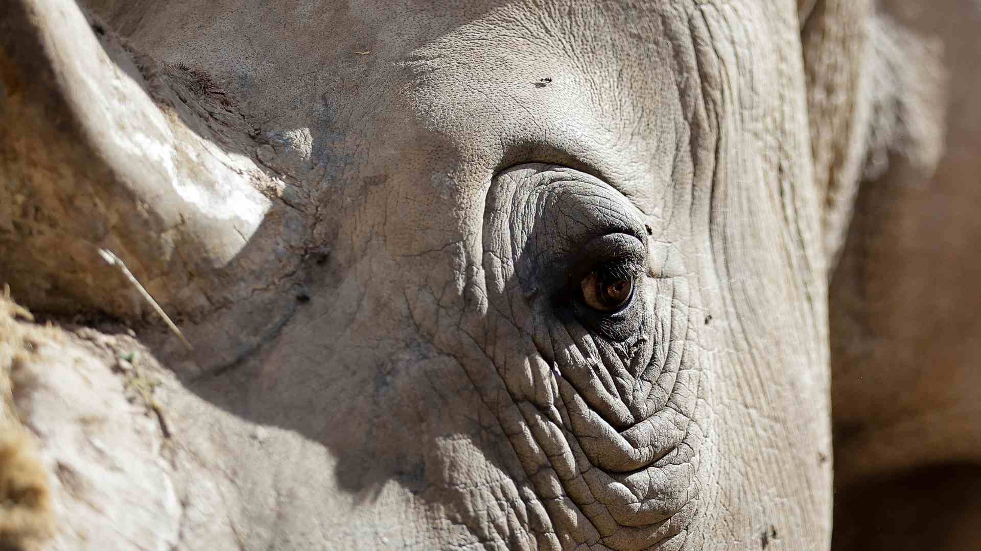 Rinoceronte blanco - AFP