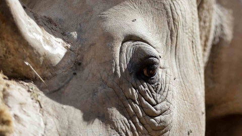 Rinoceronte blanco - AFP