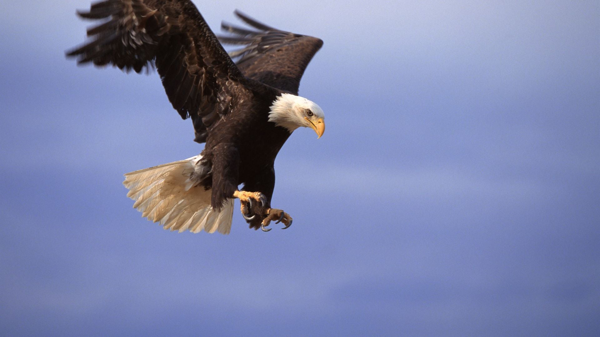 Águila - Foto Canva