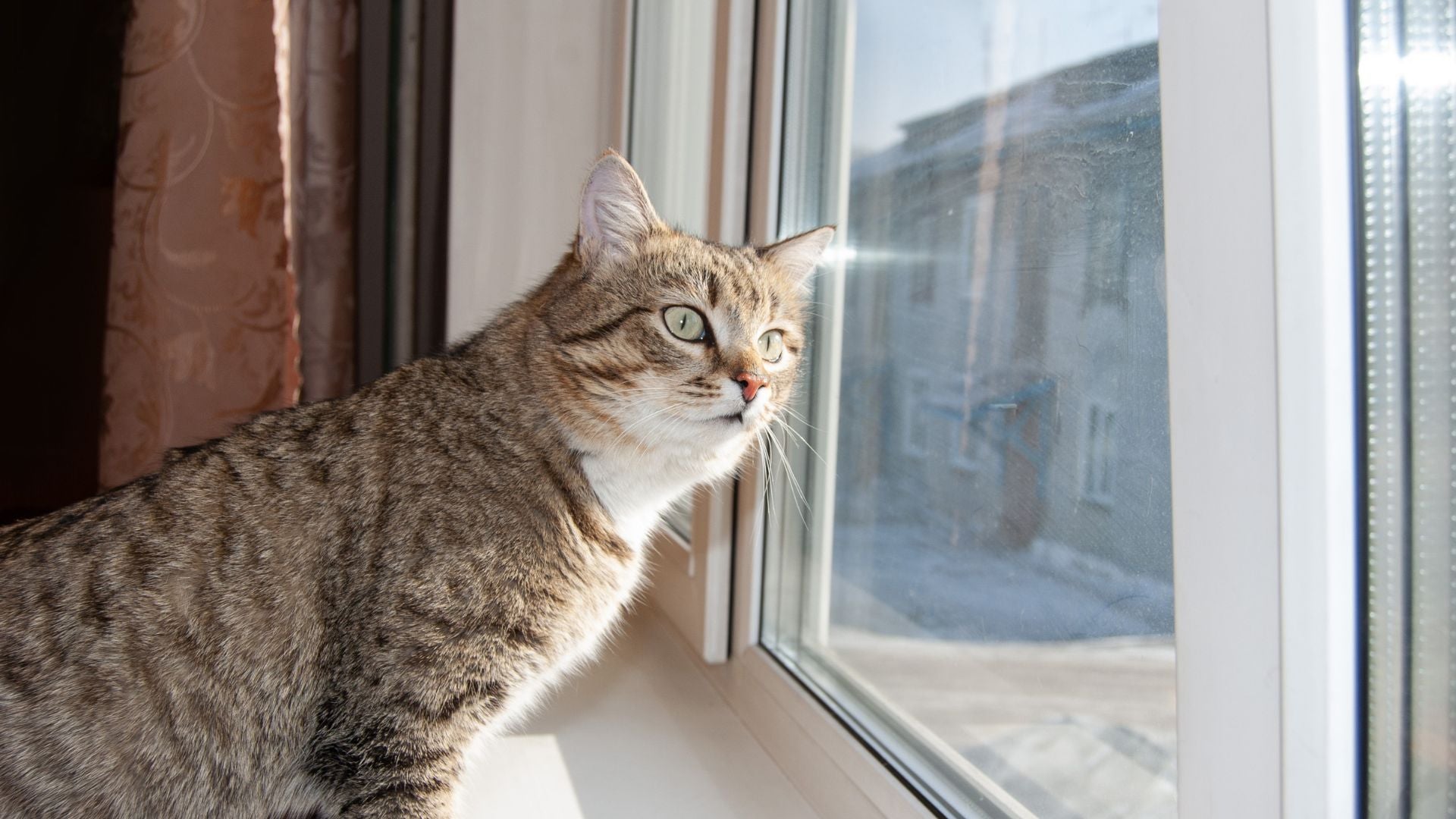 Gato en Ventana - Foto Canva
