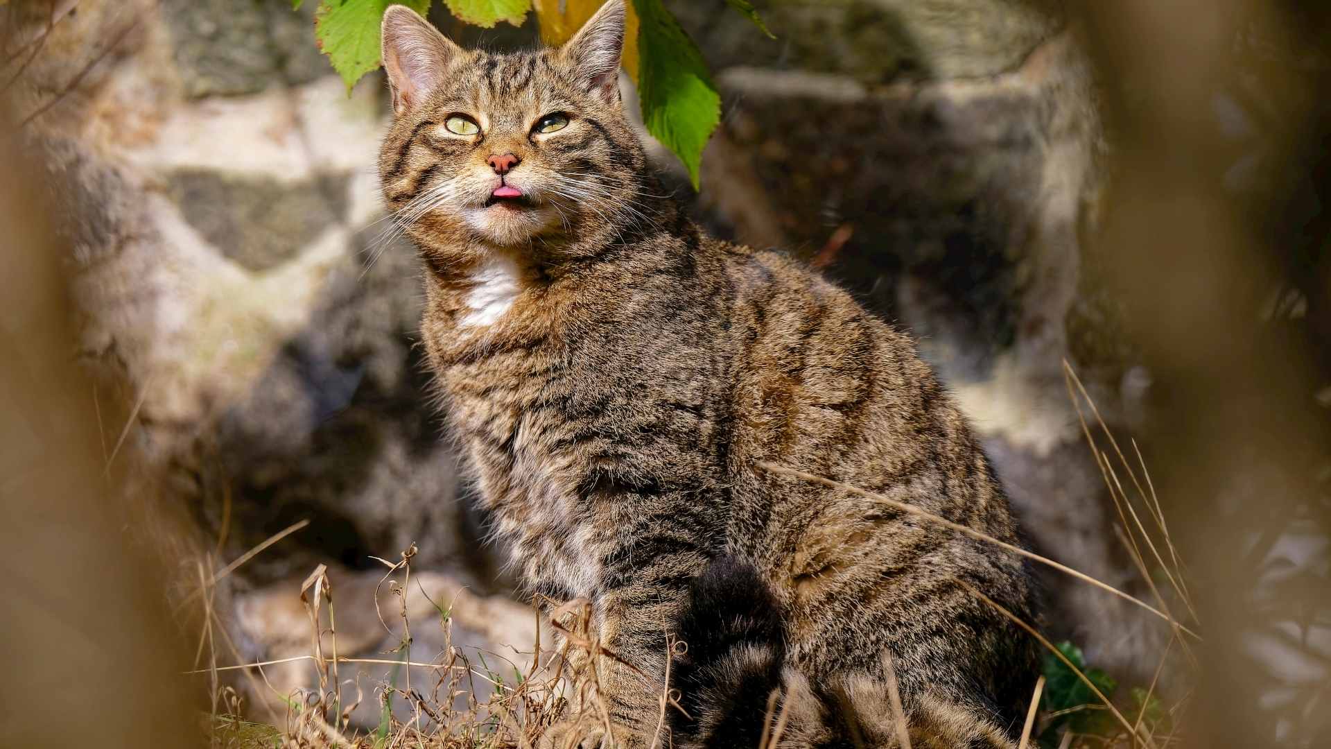 Gato salvaje - Canva