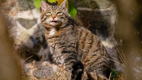 Gato salvaje - Canva