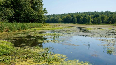 Humedal - Foto Canva