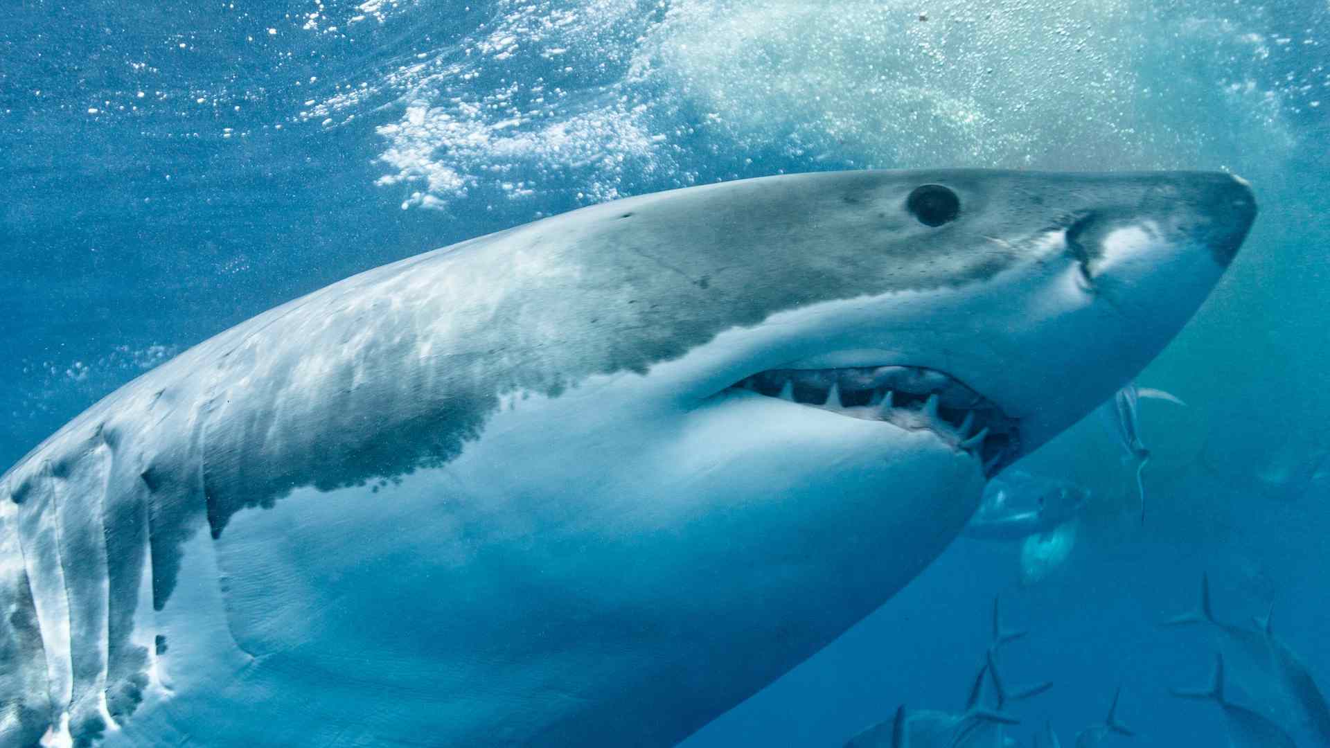 Imagen de referencia de un tiburón - Canva