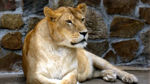 Leona en zoológico - Foto de referencia: Canva