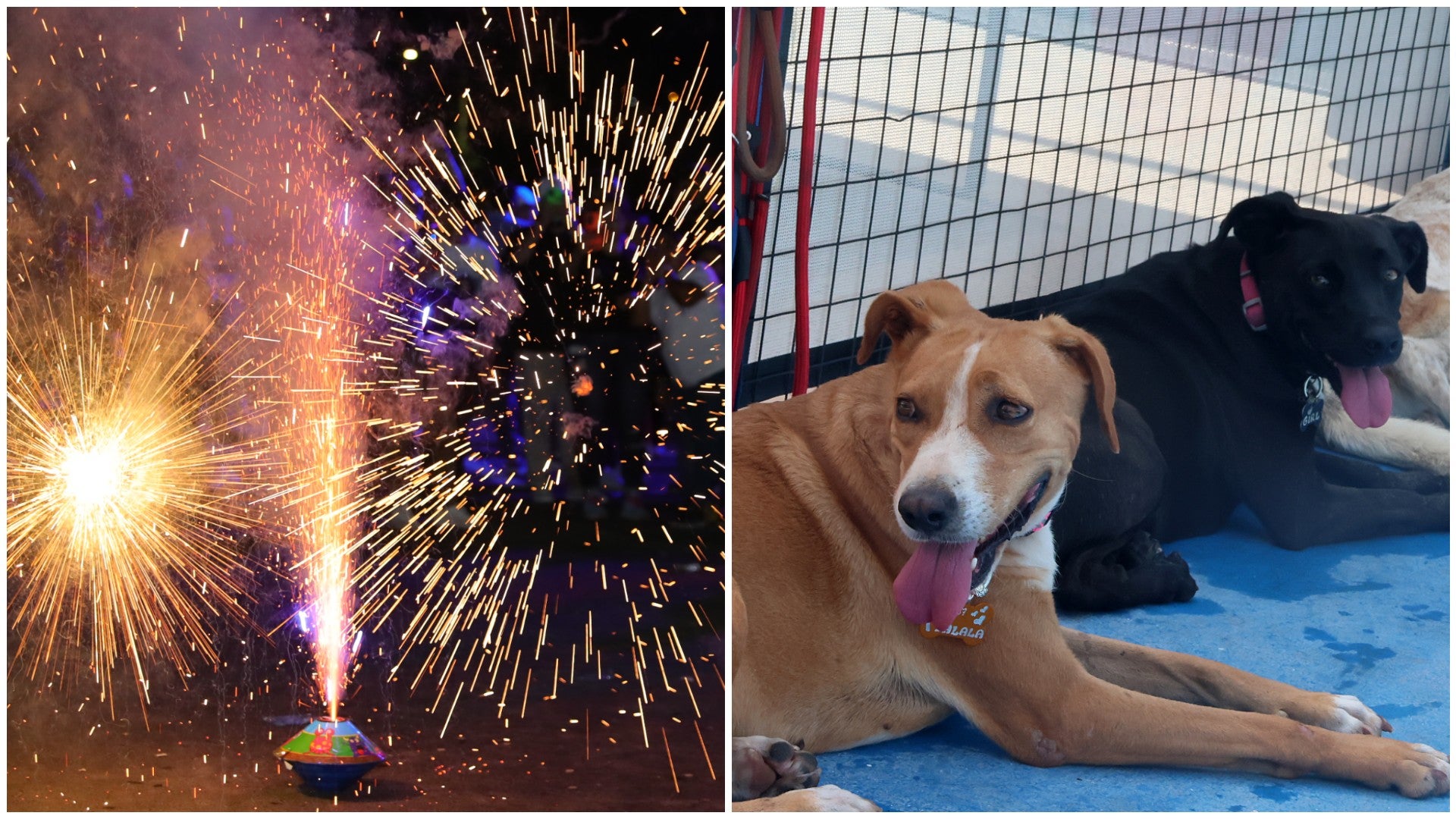 Fuegos artificiales / Perros - Fotos de referencia: EFE