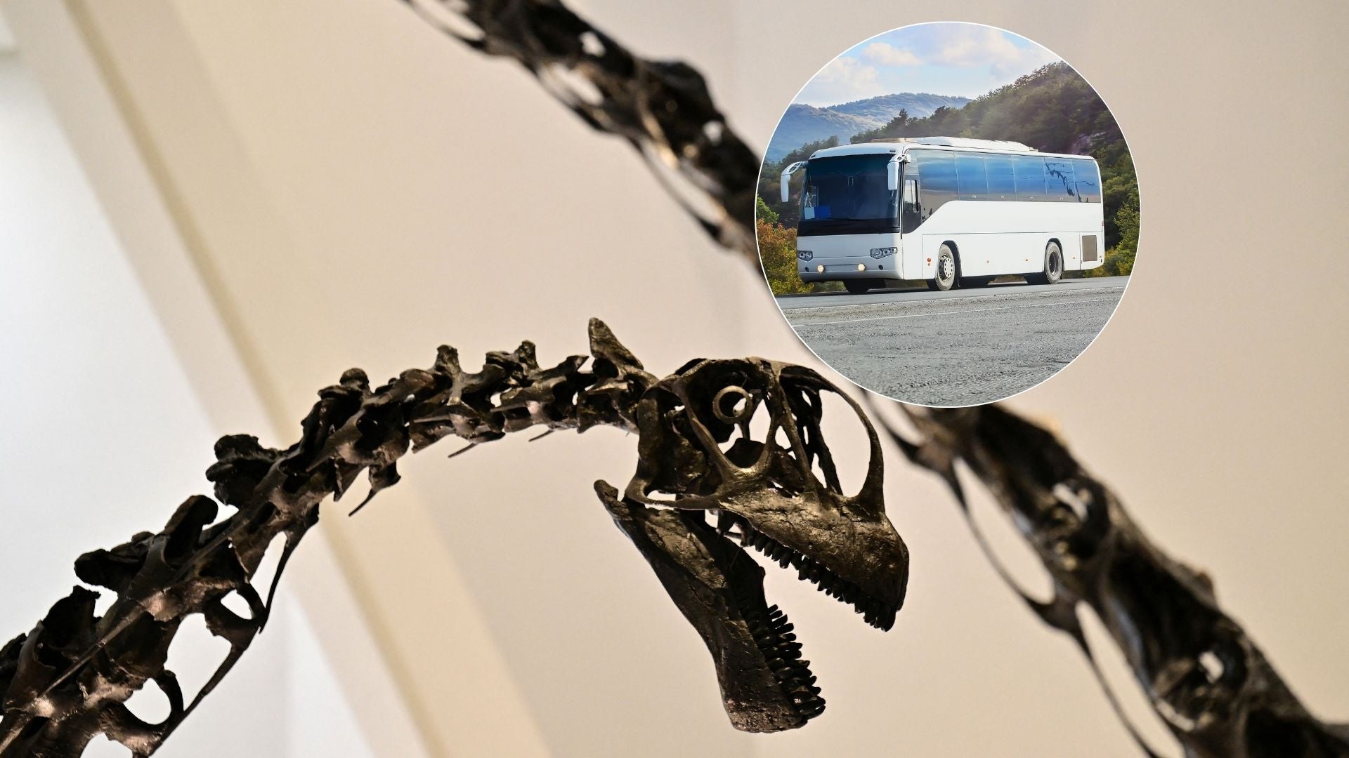 Fósil de dinosaurio - Foto AFP/ Autobús - Foto Canva de referencia