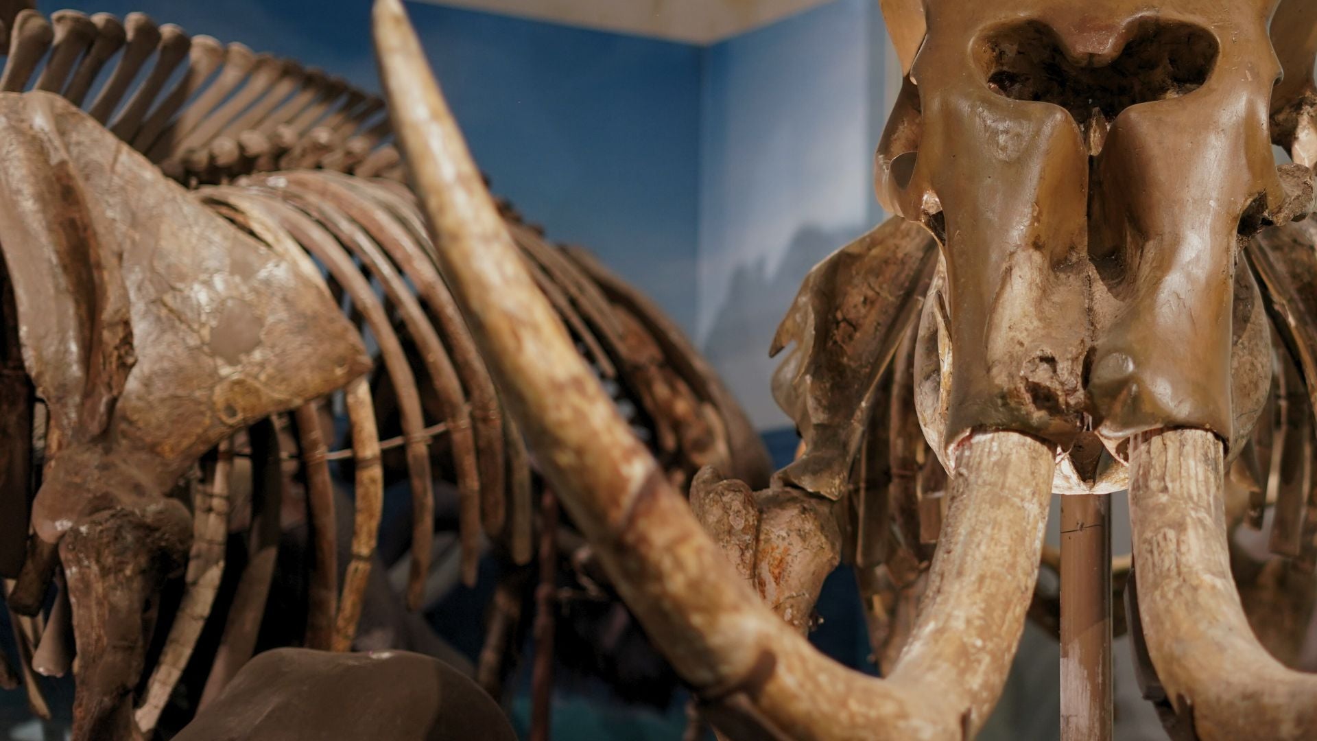 Colmillo prehistórico | Foto Canva