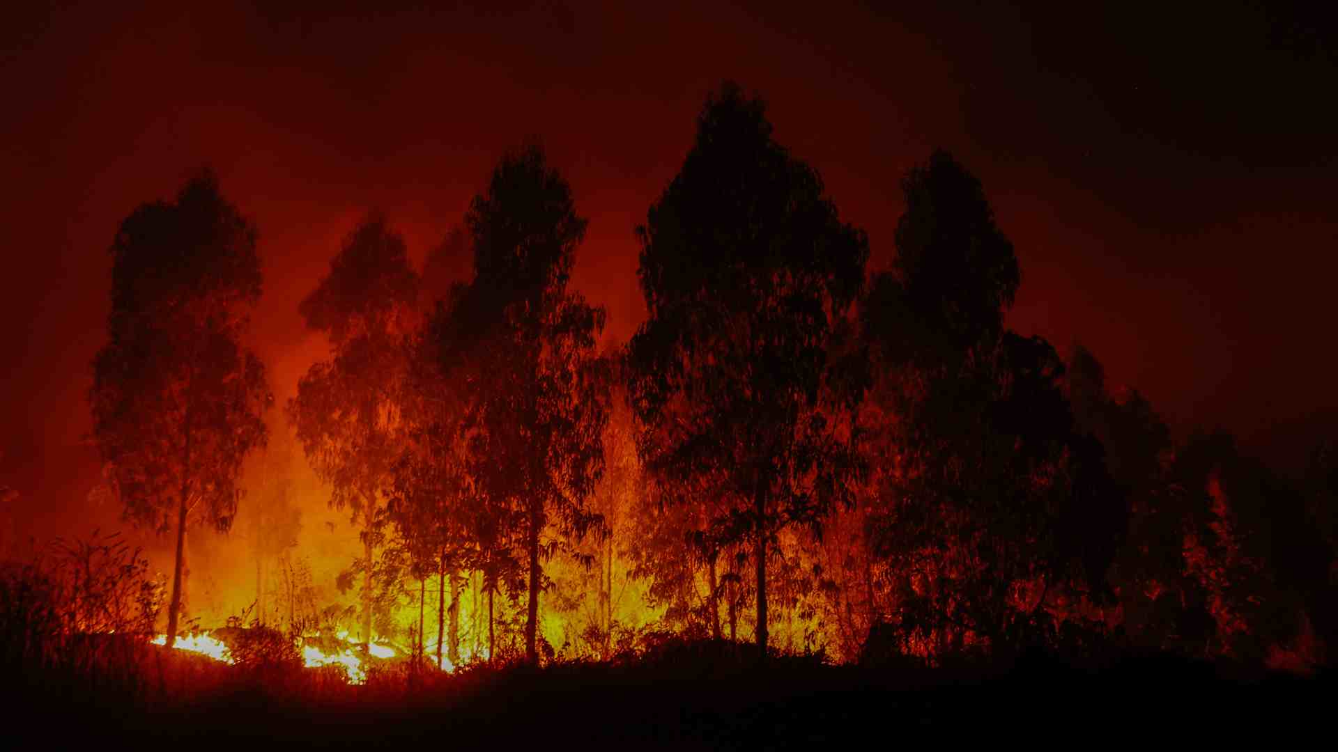 Incendios en Chile - Foto AFP