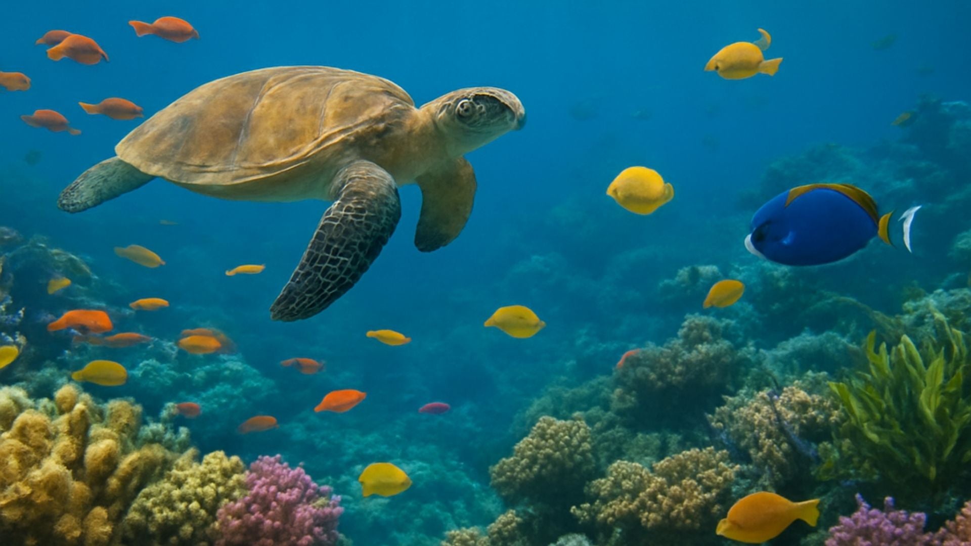 biodiversidad marina - Foto Canva