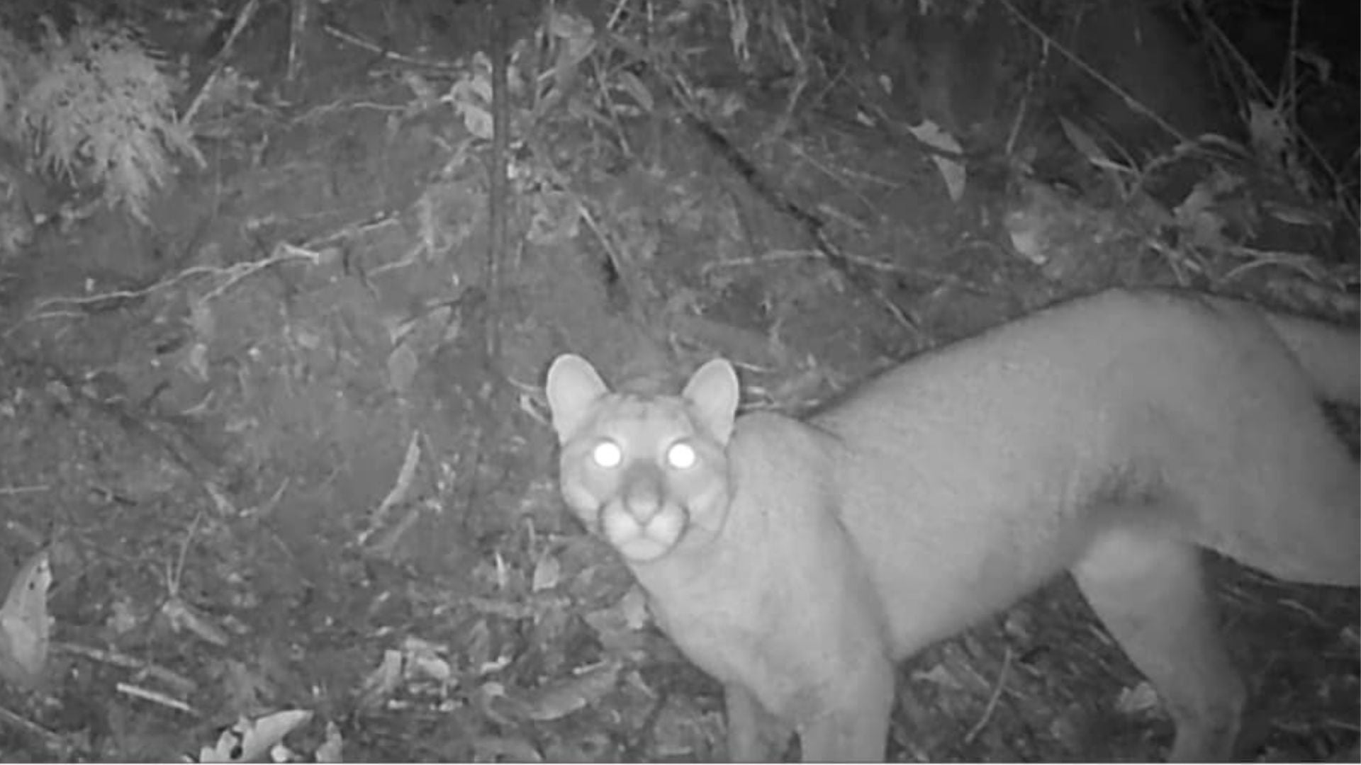 Puma- Foto: Cortolima