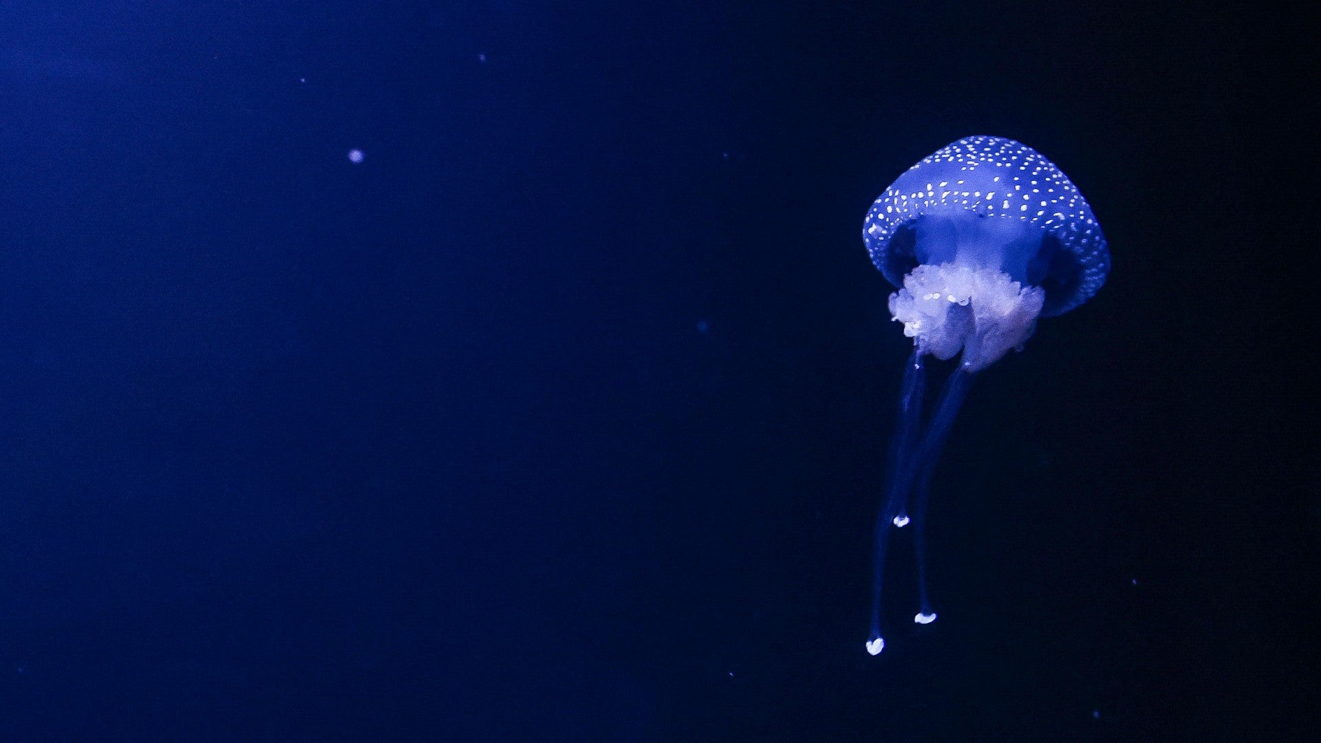 Medusa | Foto referencia: AFP