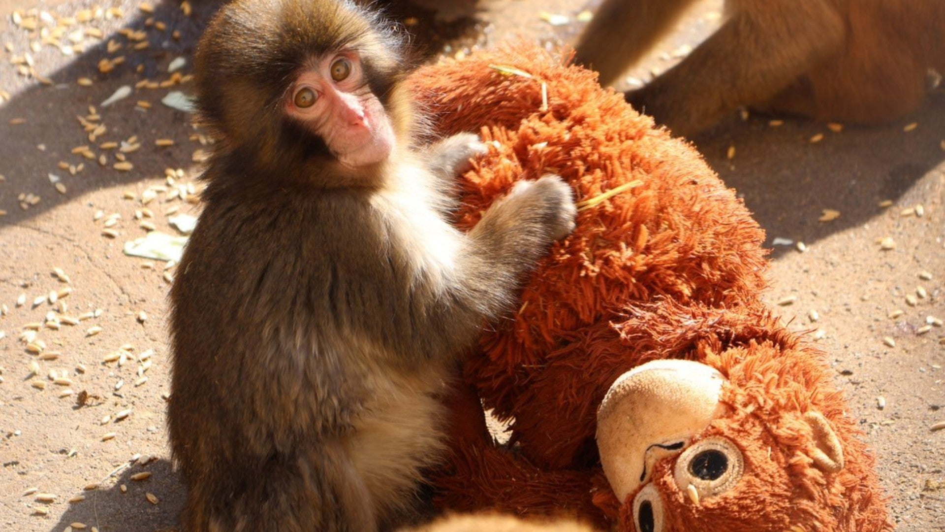 El viral bebé mono Punch junto a su peluche | Foto: EFE