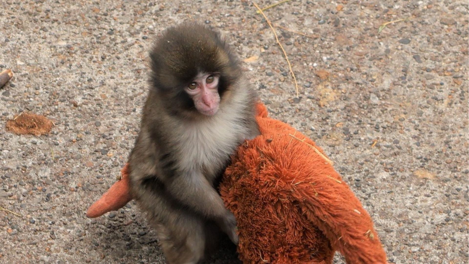 Punch, el pequeño macaco japonés abandonado al nacer en el zoológico de la ciudad de Ishikawa -Foto: EFE