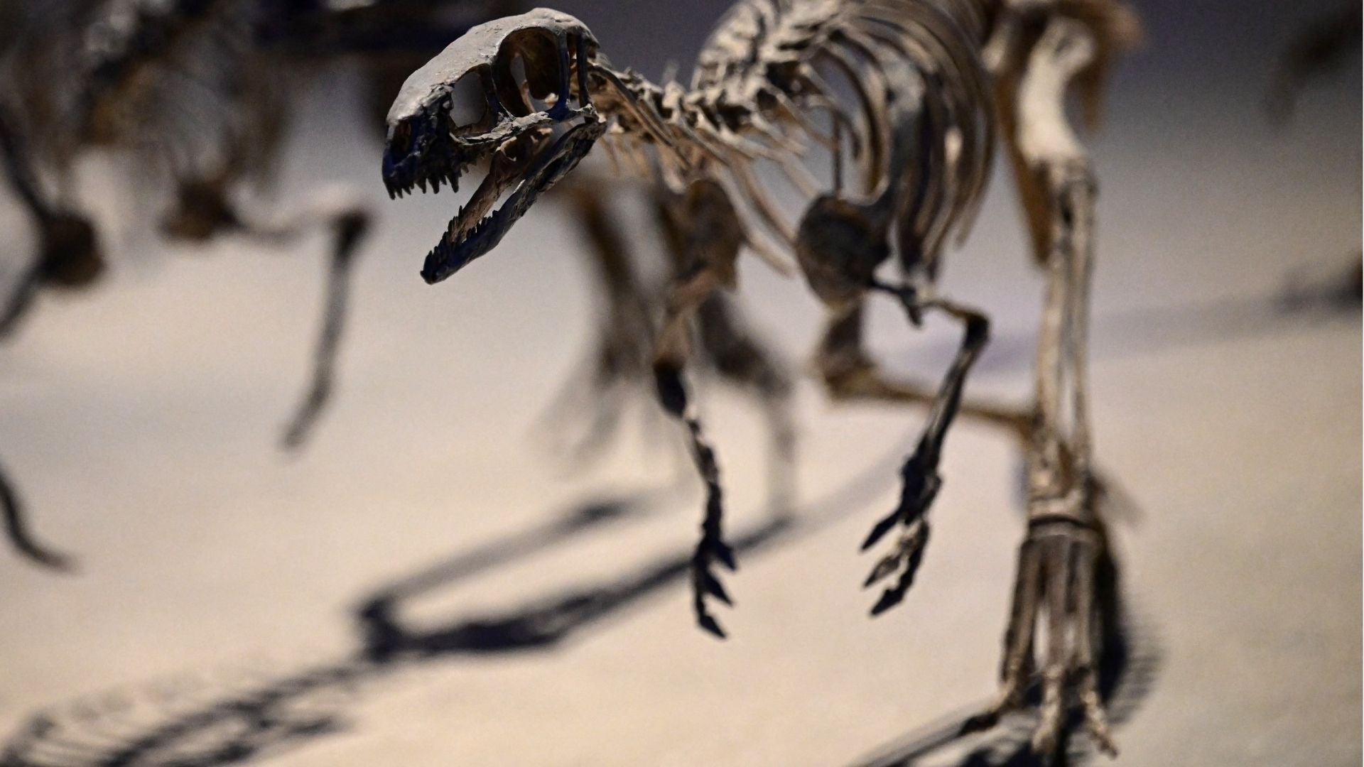 Fósil dinosaurio - Foto AFP de referencia