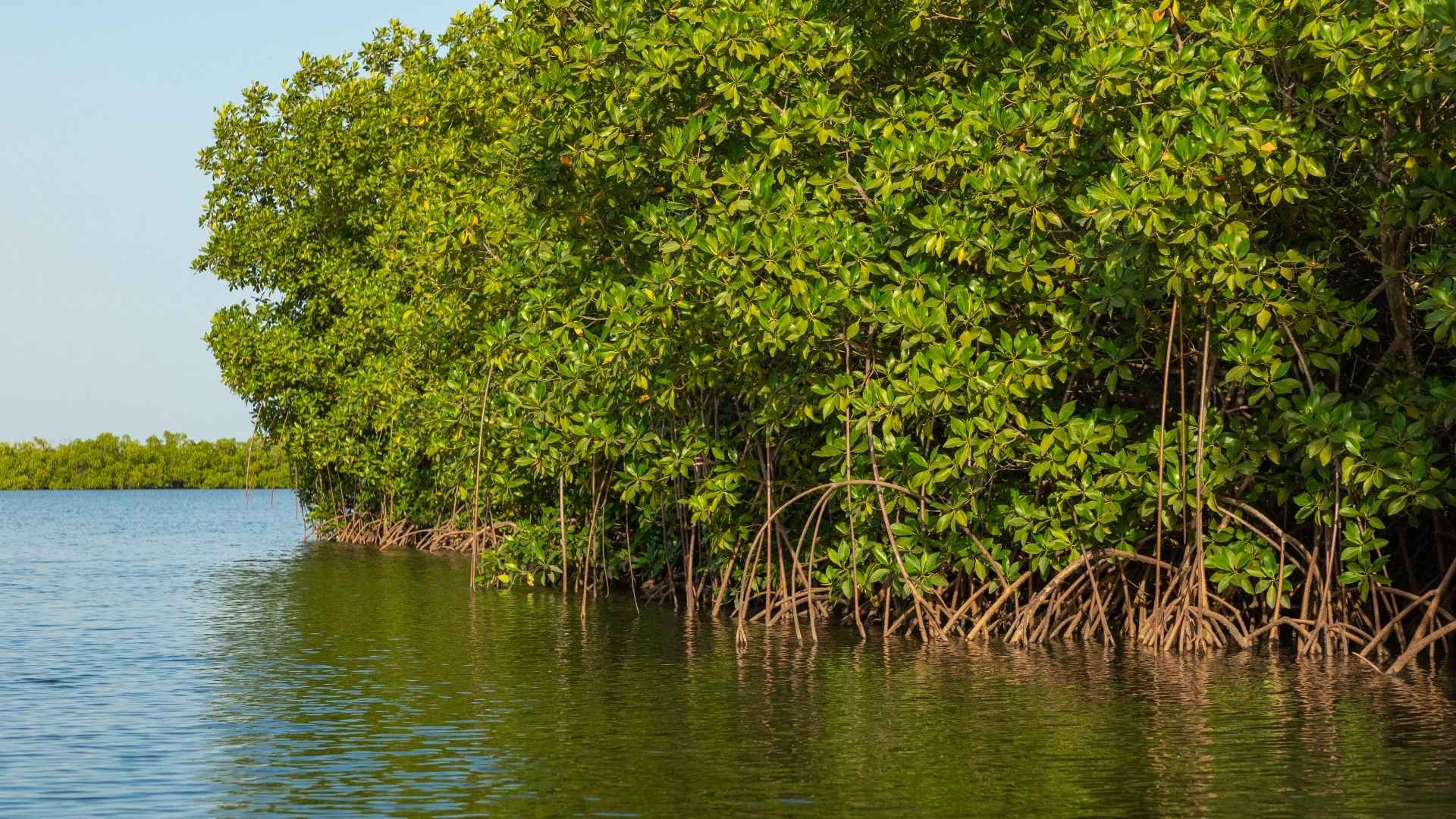 Manglar - Foto Canva
