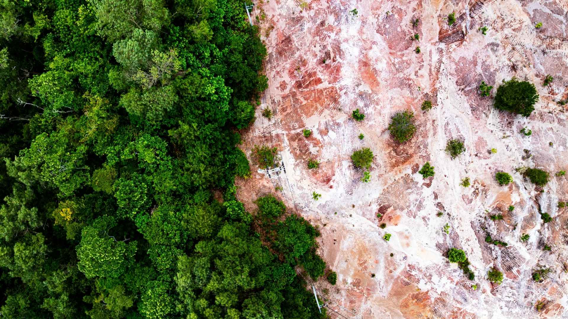 Deforestación - Foto Canva