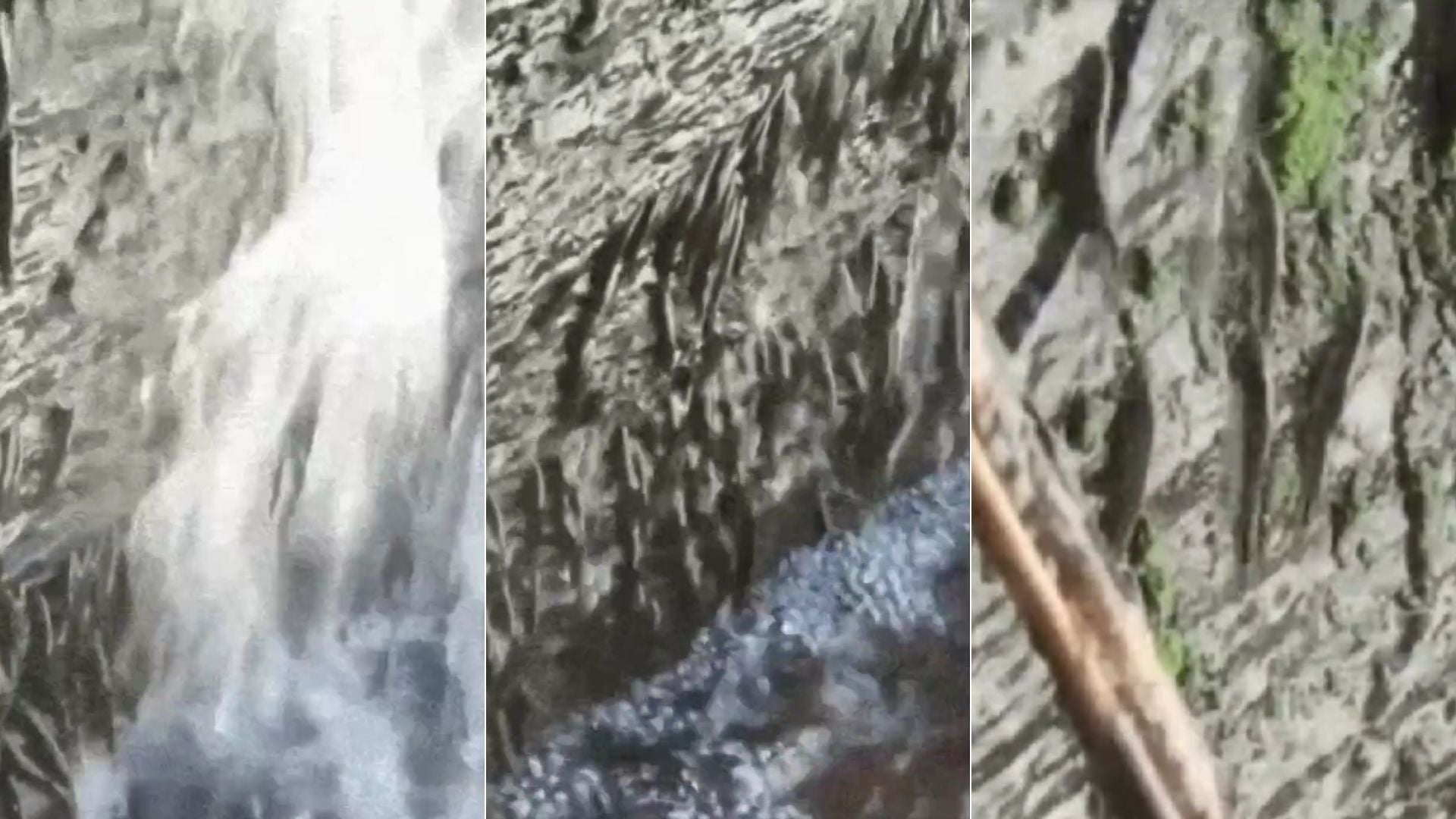 Fotos: capturas videos del pez Parakneria thysi