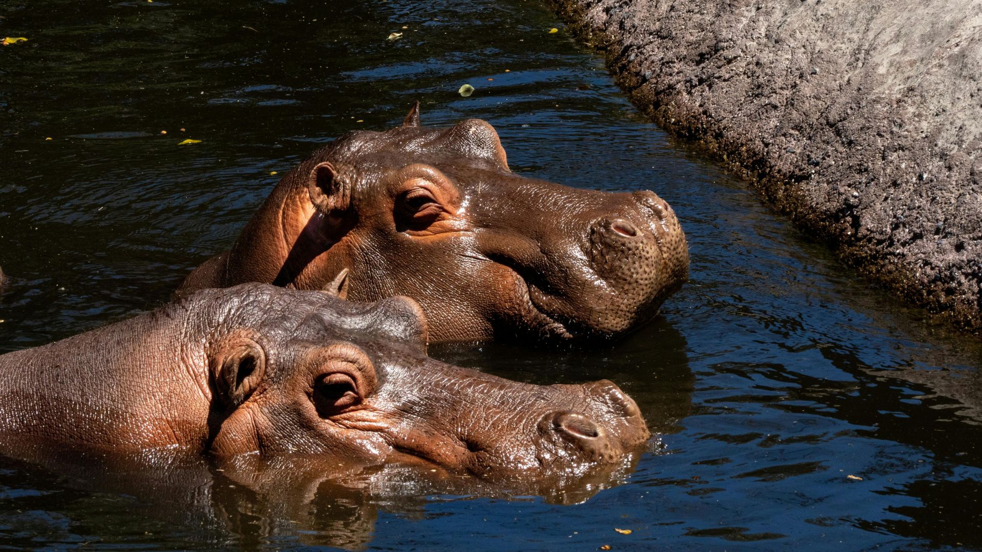 Hipopótamos | Foto Canva