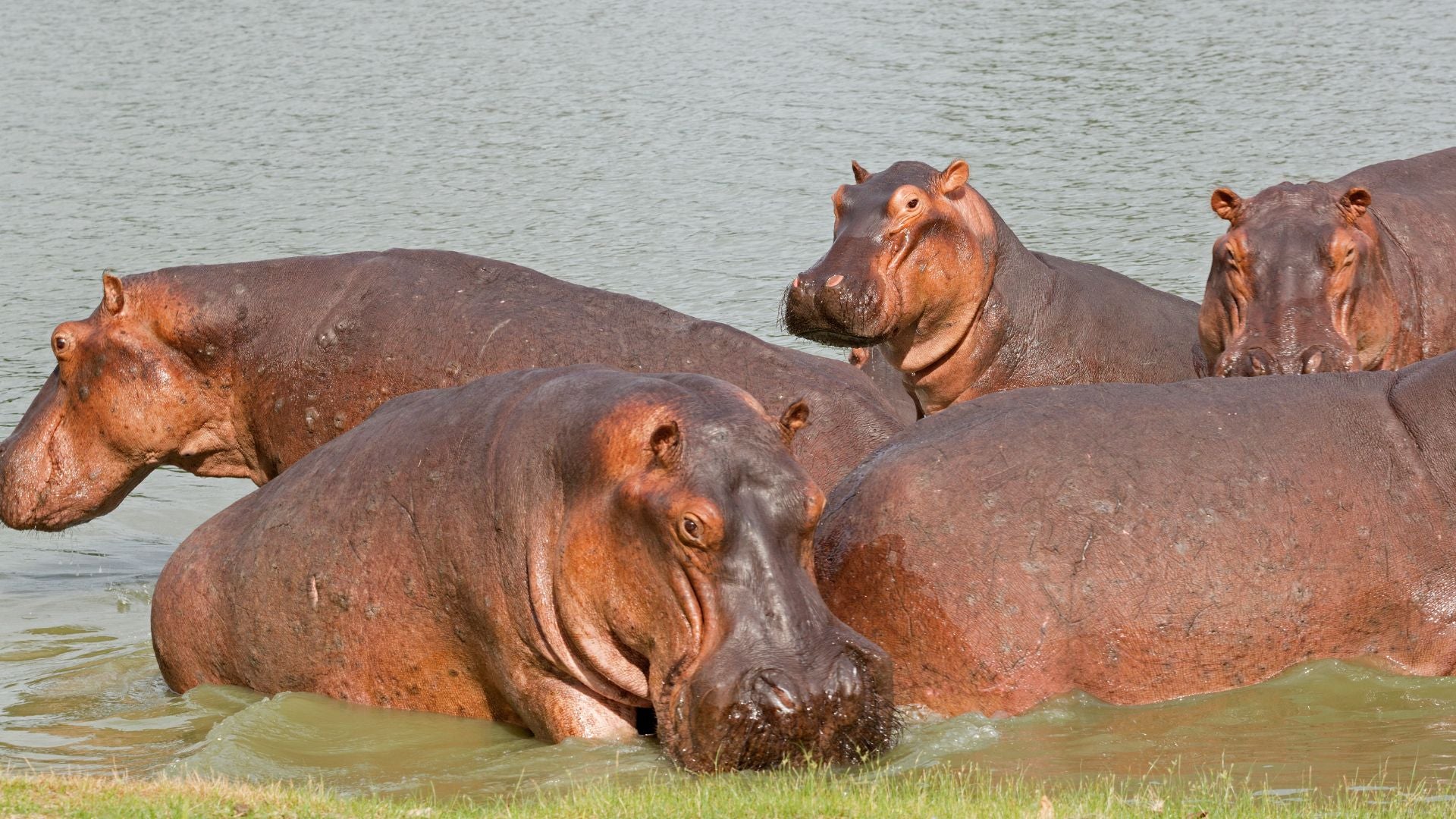 Hipopótamos | Foto Canva