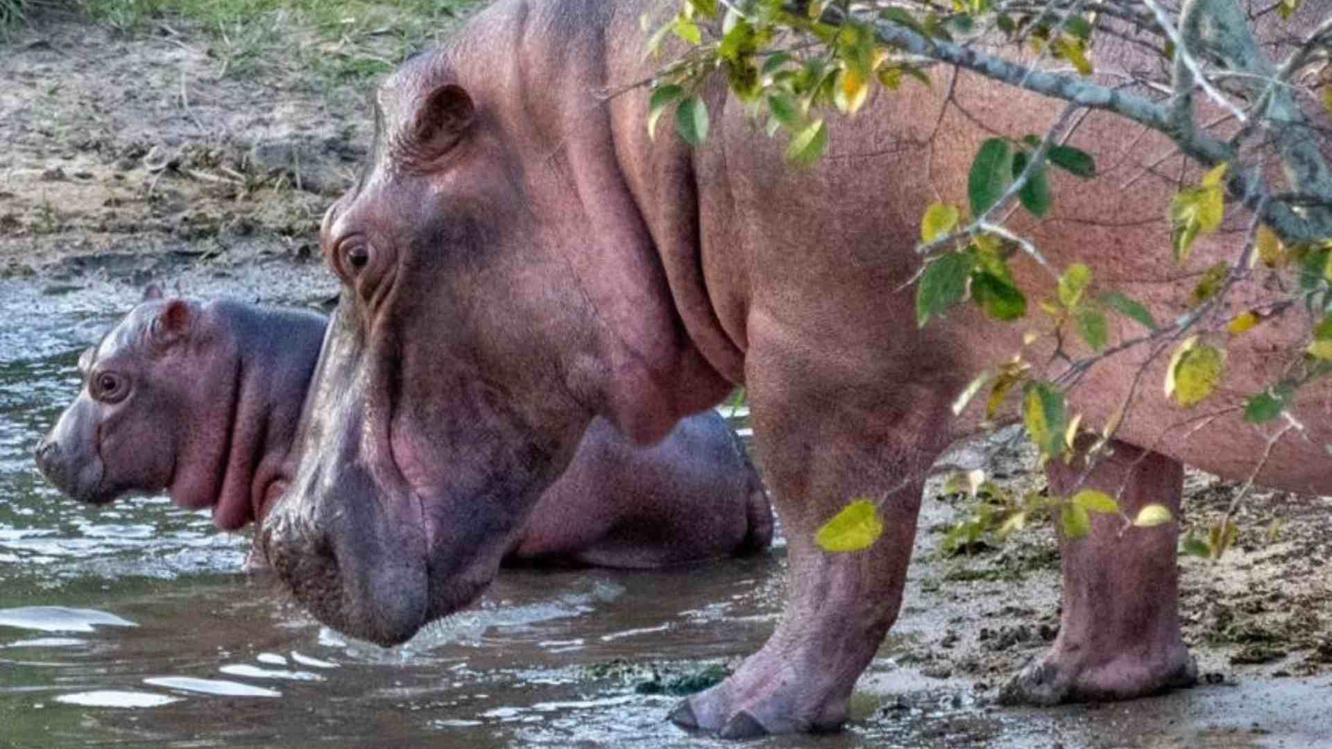Hipopótamos - EFE