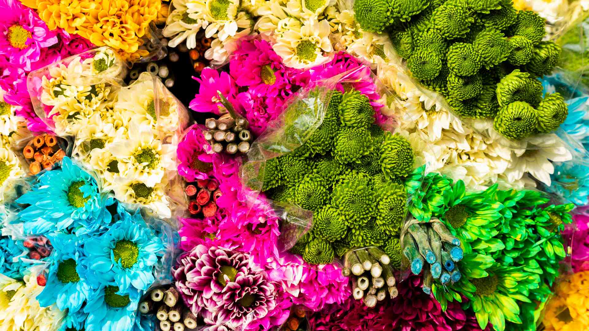 Flores de Colombia - Canva