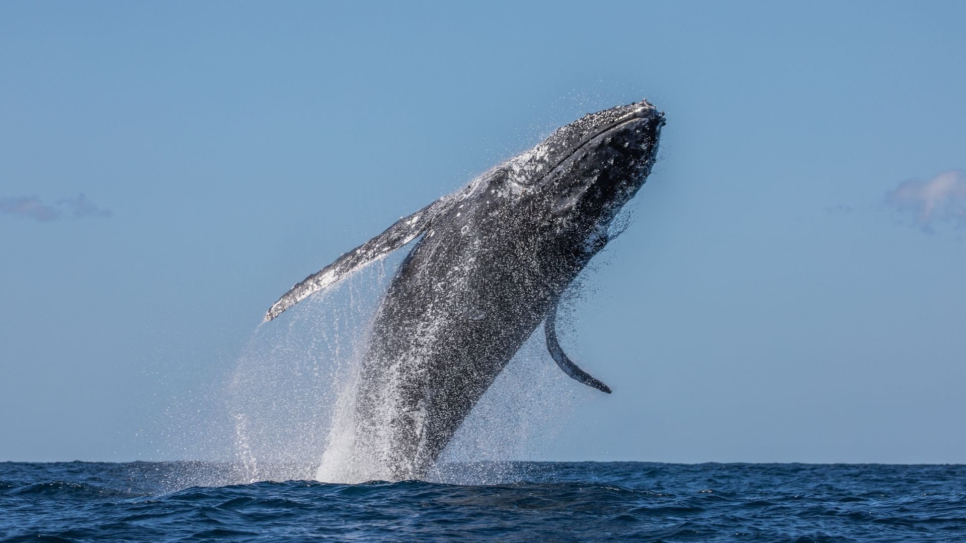 Ballena - Foto Canva