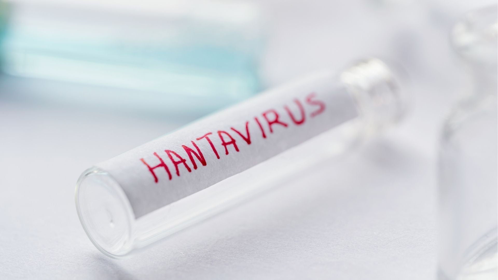 Hantavirus - Foto Canva de referencia