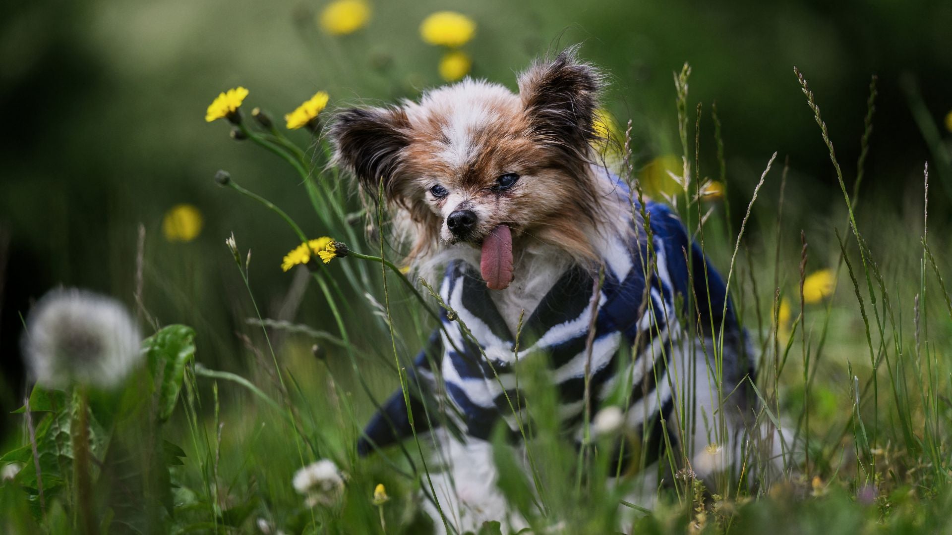 Murió Lazare, el perro francés considerado "el más viejo del mundo"