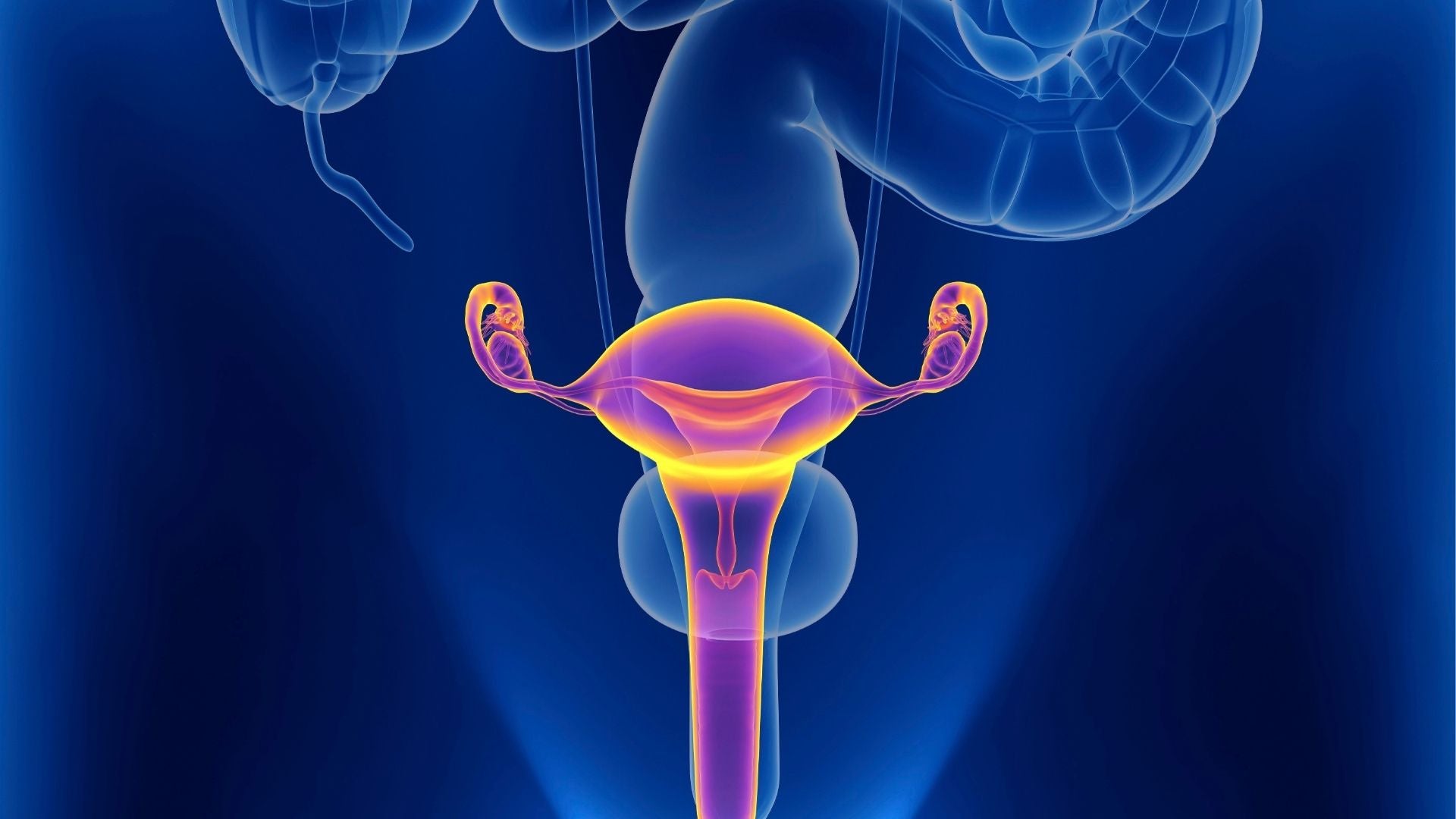 Sistema reproductor femenino - Foto Canva