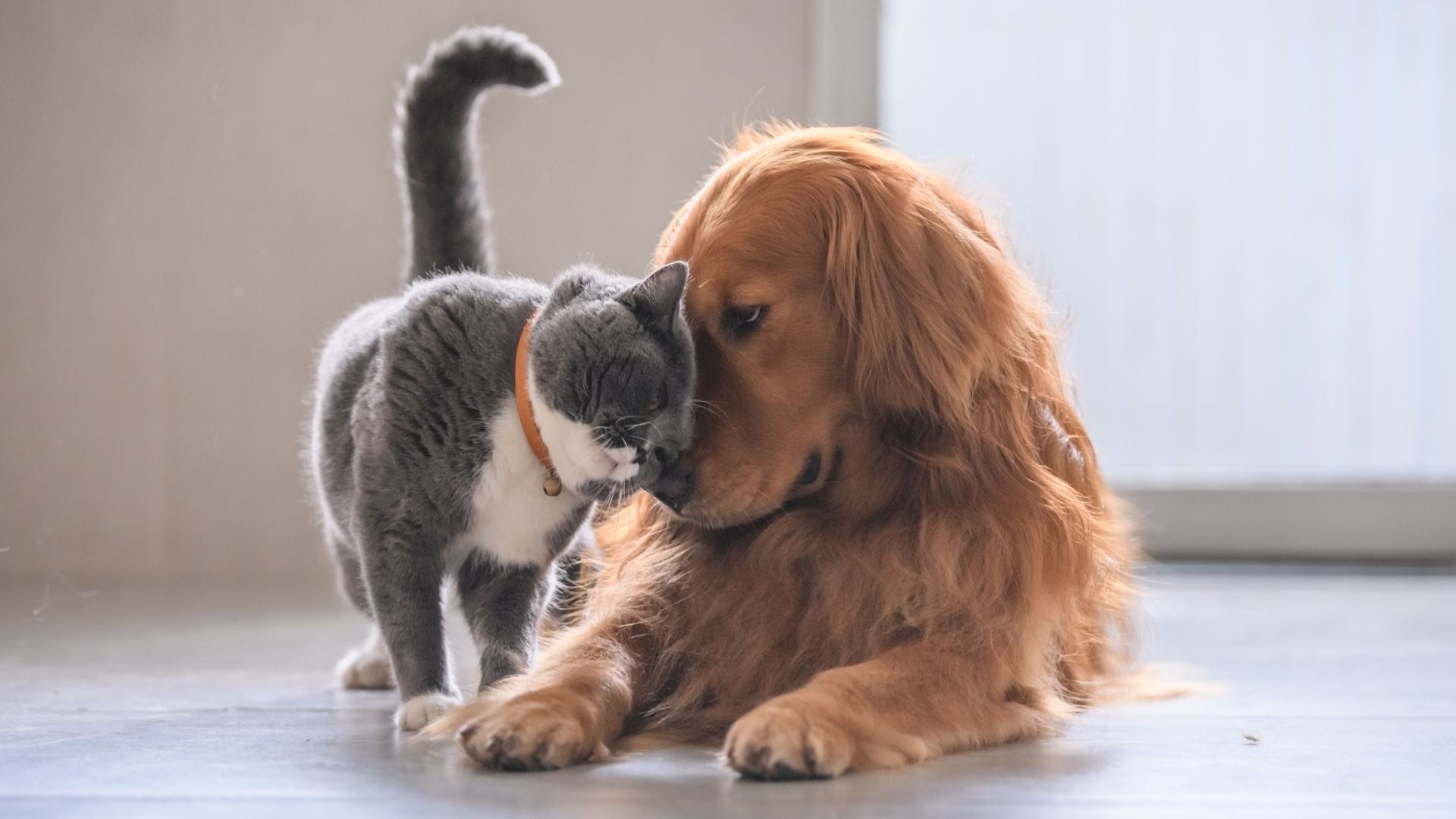 Perros y gatos - Foto Canva