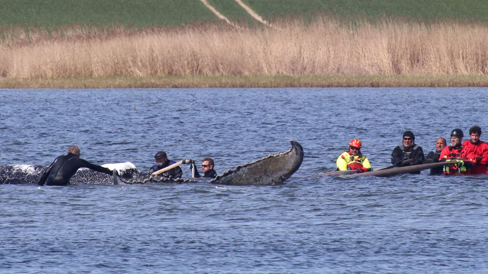 "Timmy", la ballena jorobada encontrada muerta en Dinamarca será trasladada para una autopsia - AFP