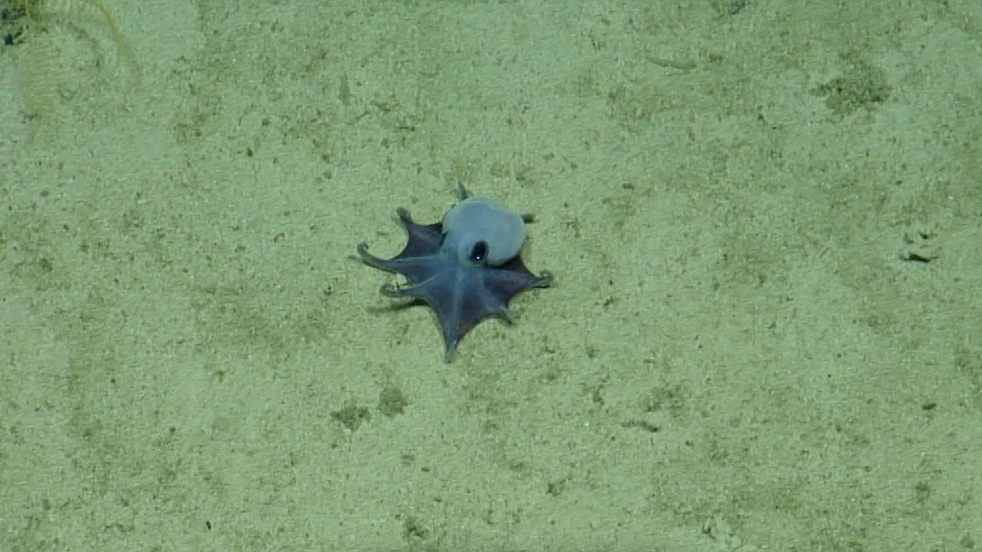 Pulpo | Foto AFP