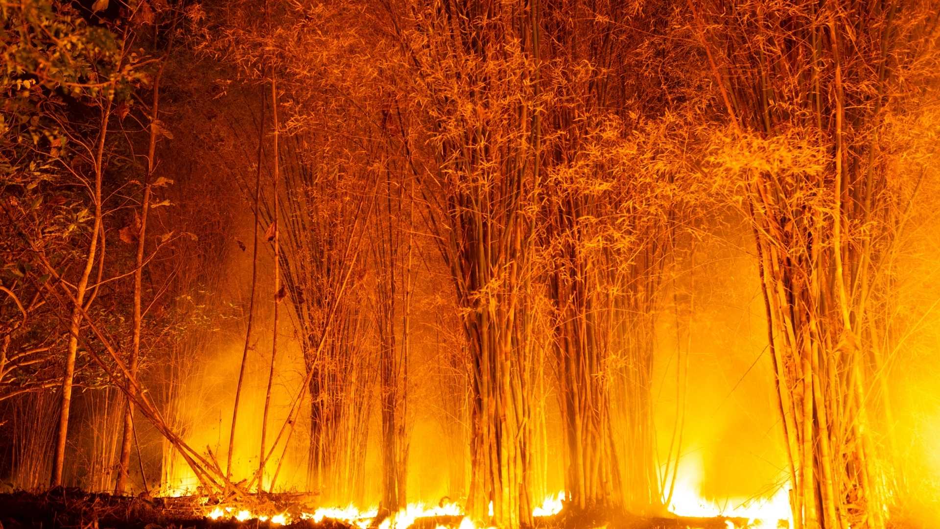 Incendio Forestal - Foto Canva