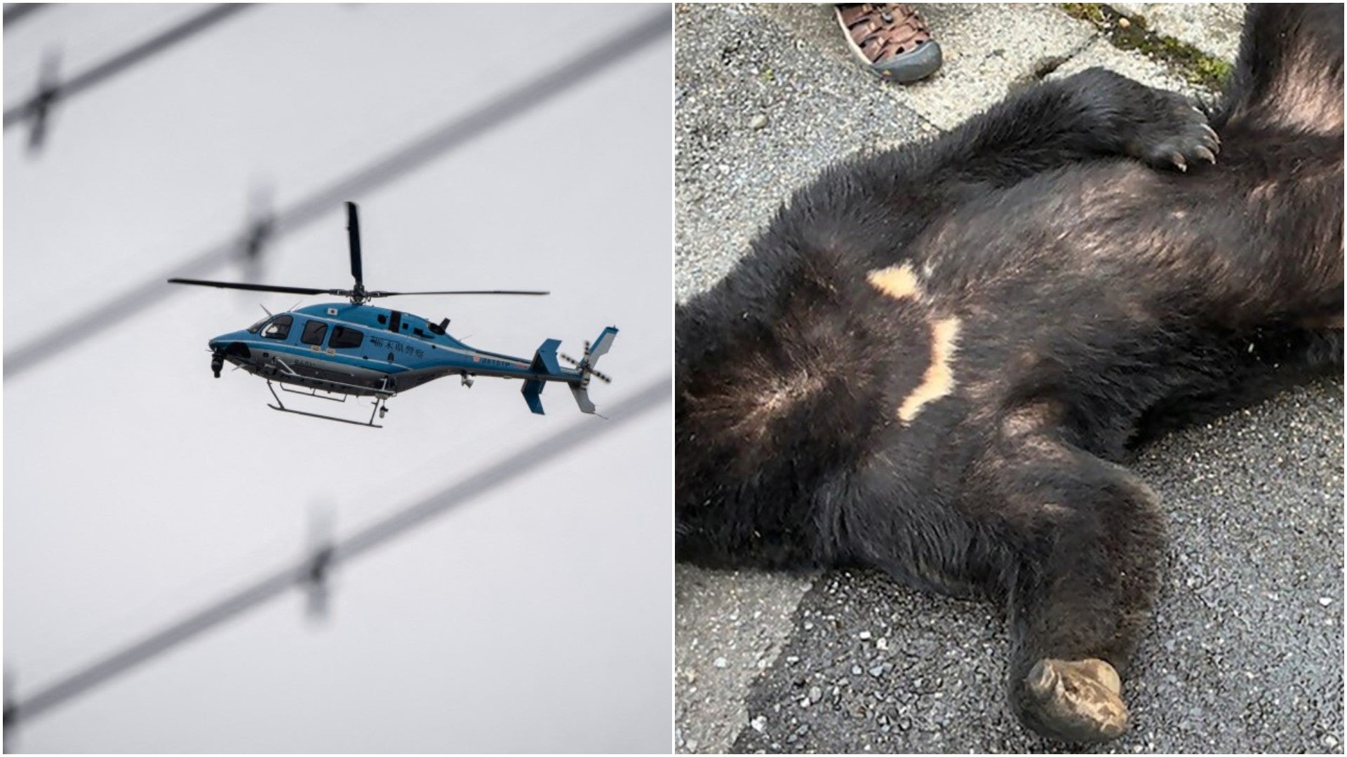 Helicóptero de la Policía de Japón sobrevuela Utsunomiya / Oso capturado - Fotos: AFP