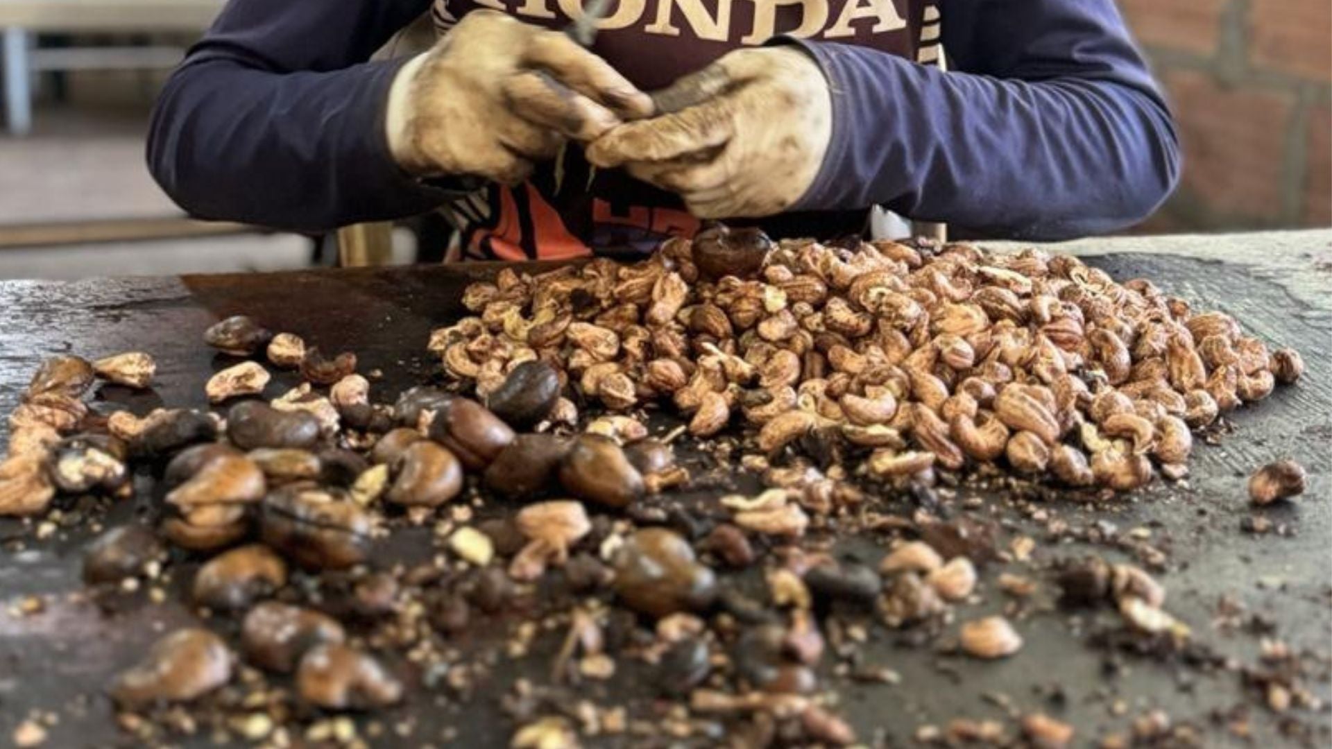 Comunidades indígenas impulsan modelo sostenible con cultivo de marañón en Vichada - Fundación Alpina