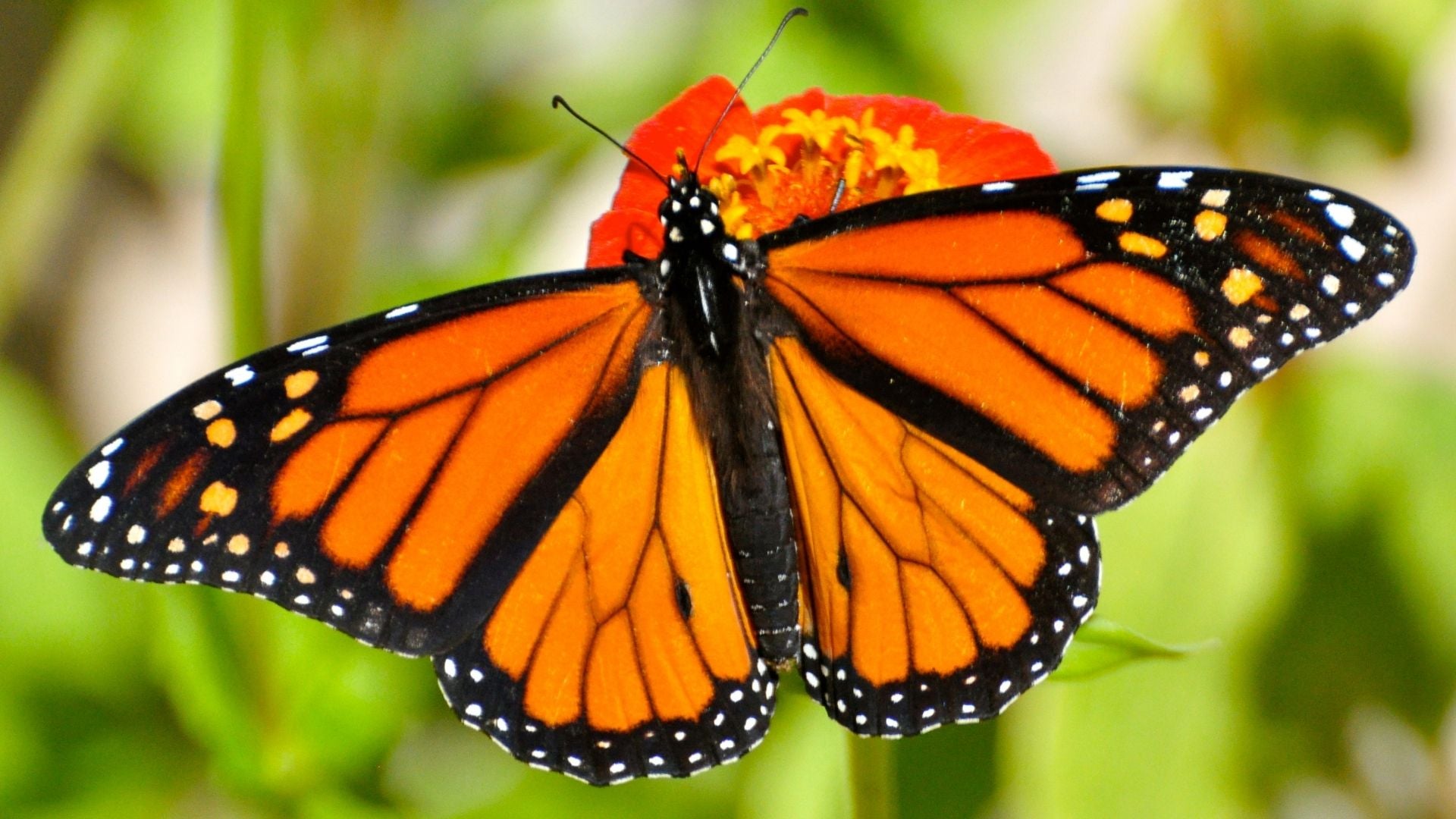 Mariposa Monarca - Foto Canva