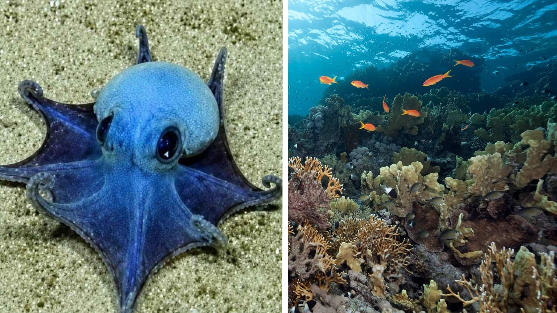 Pulpo Azul- Foto Canva