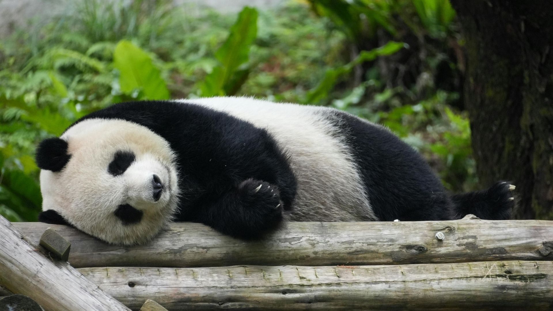 Panda - Foto Canva