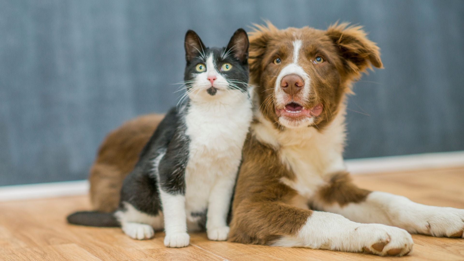 Mascotas - Foto Canva de referencia