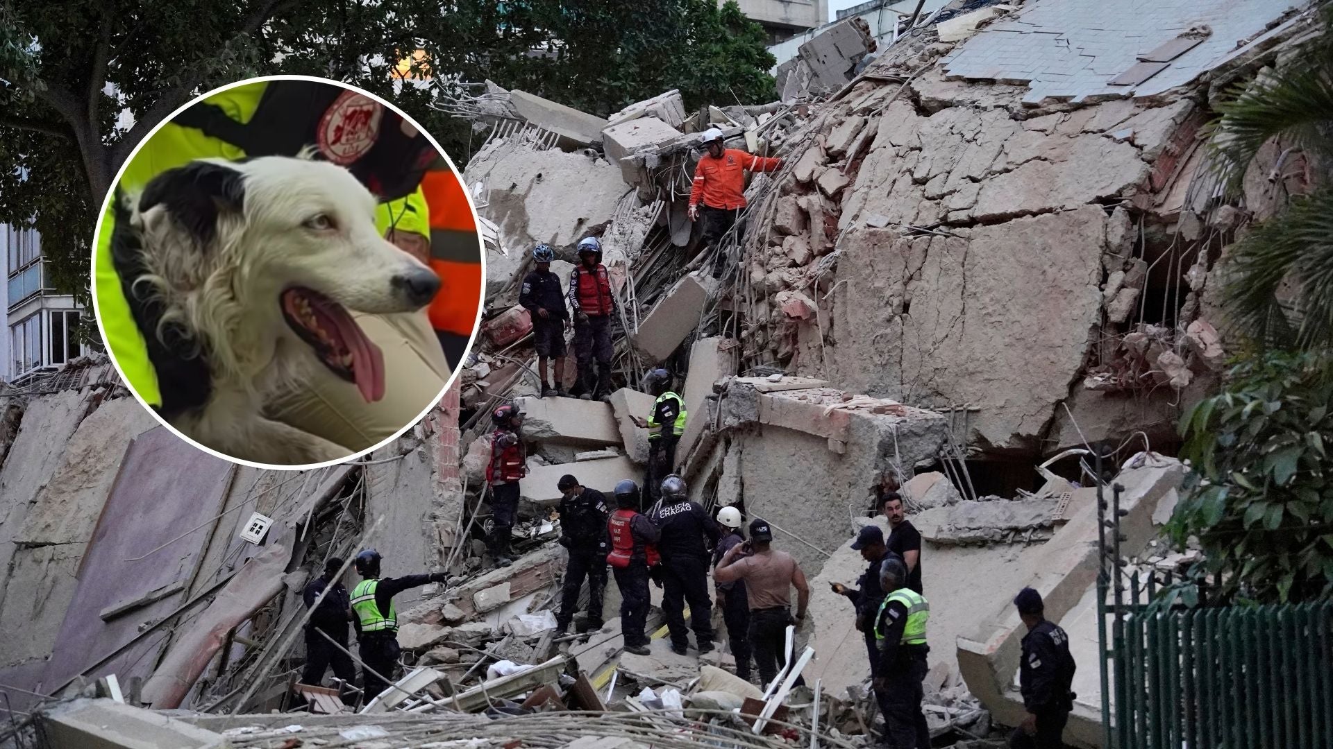 Él es Tsunami, el héroe de cuatro patas que logró rescatar a varias personas tras los terremotos en Venezuela