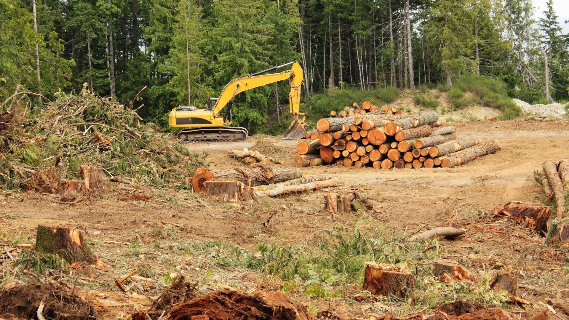 Deforestación - Foto Canva