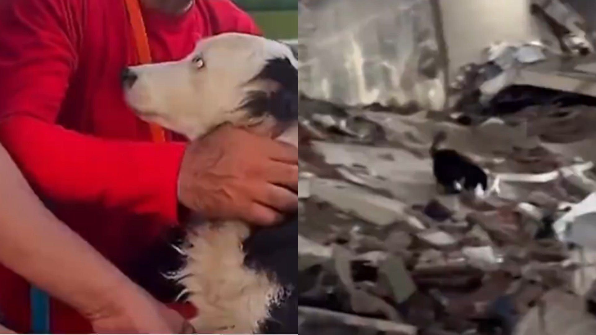 Tsunami, el perro rescatista / FOTO: Captura de video