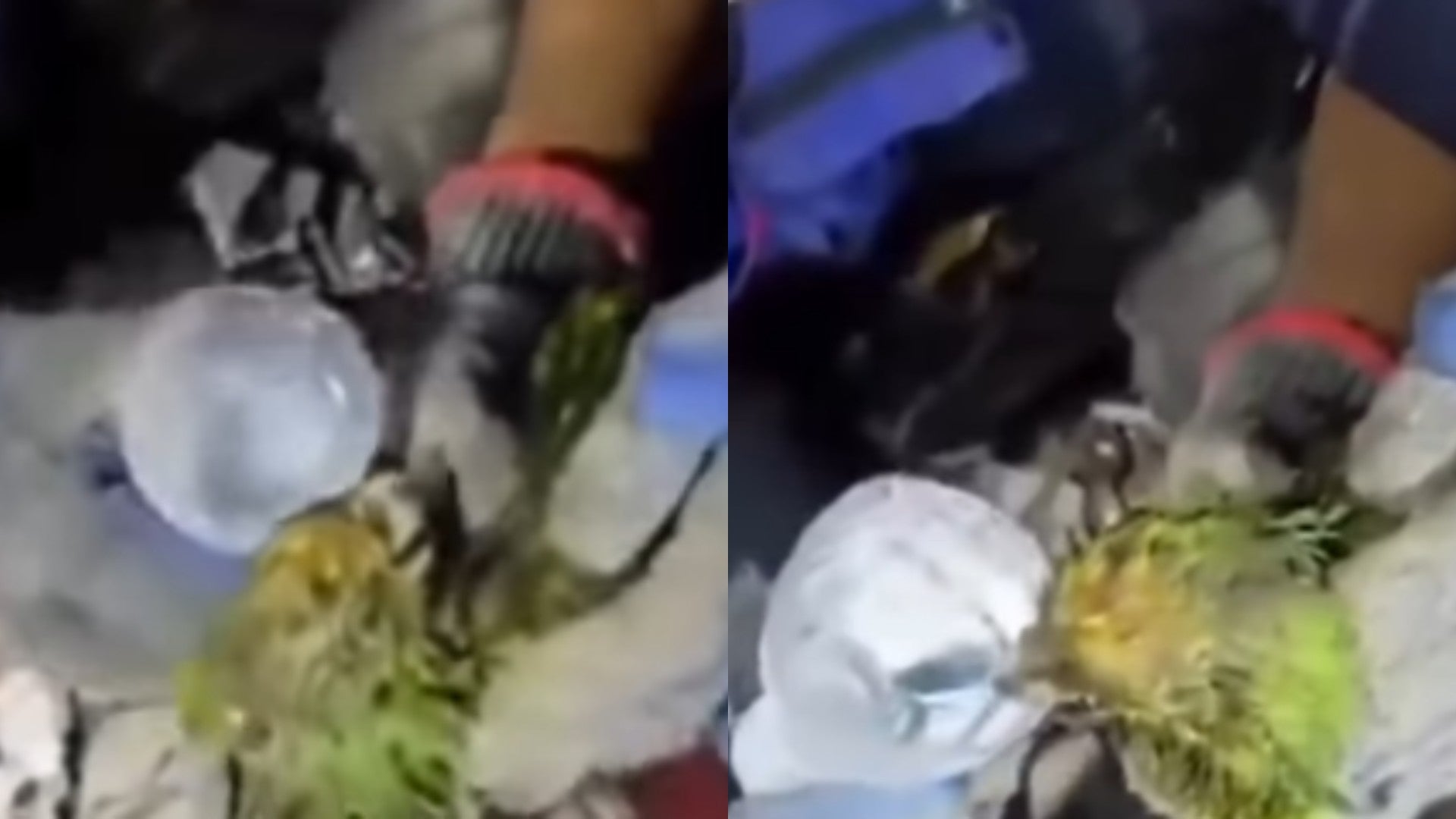 Loro sobrevivió debajo de lso escombros en Venezuela tras los terremotos / FOTO: Captura de video