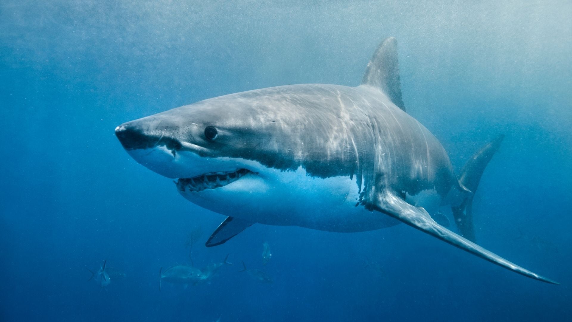 Tiburón blanco - Foto Canva