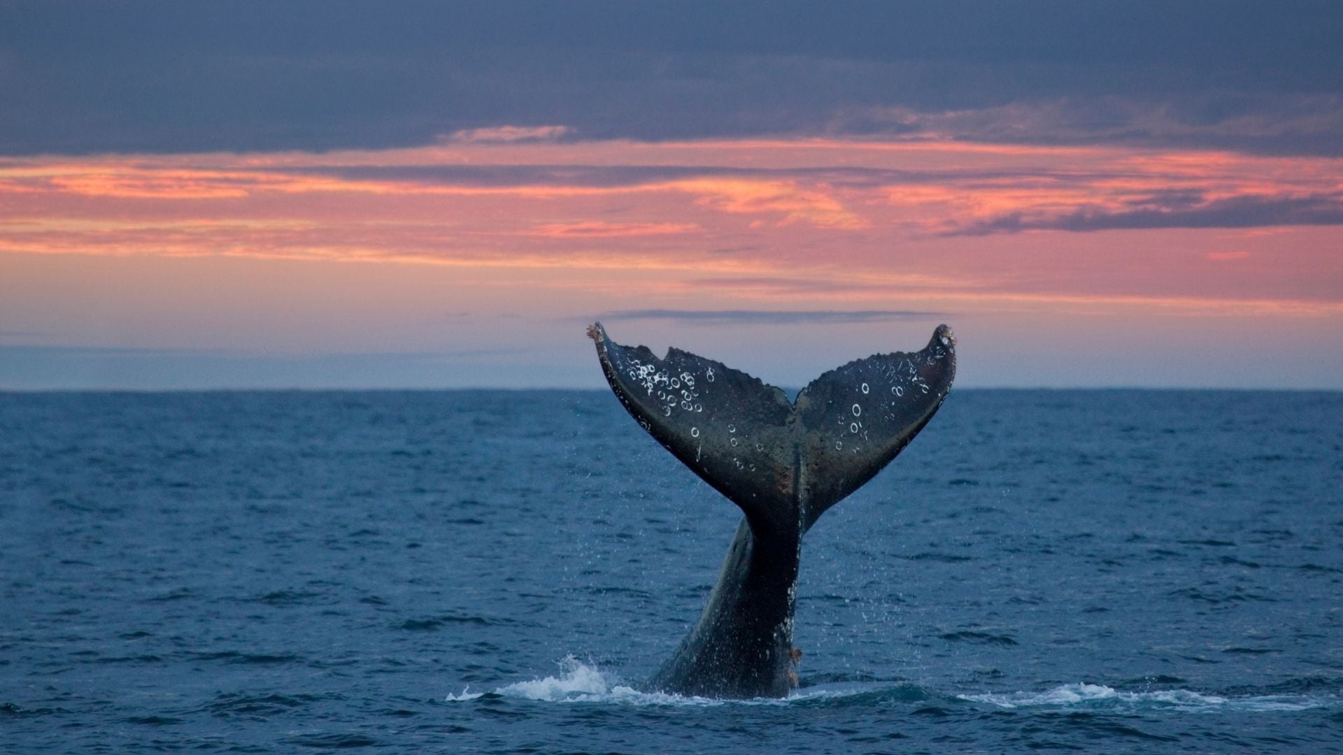 Ballena - Foto Canva