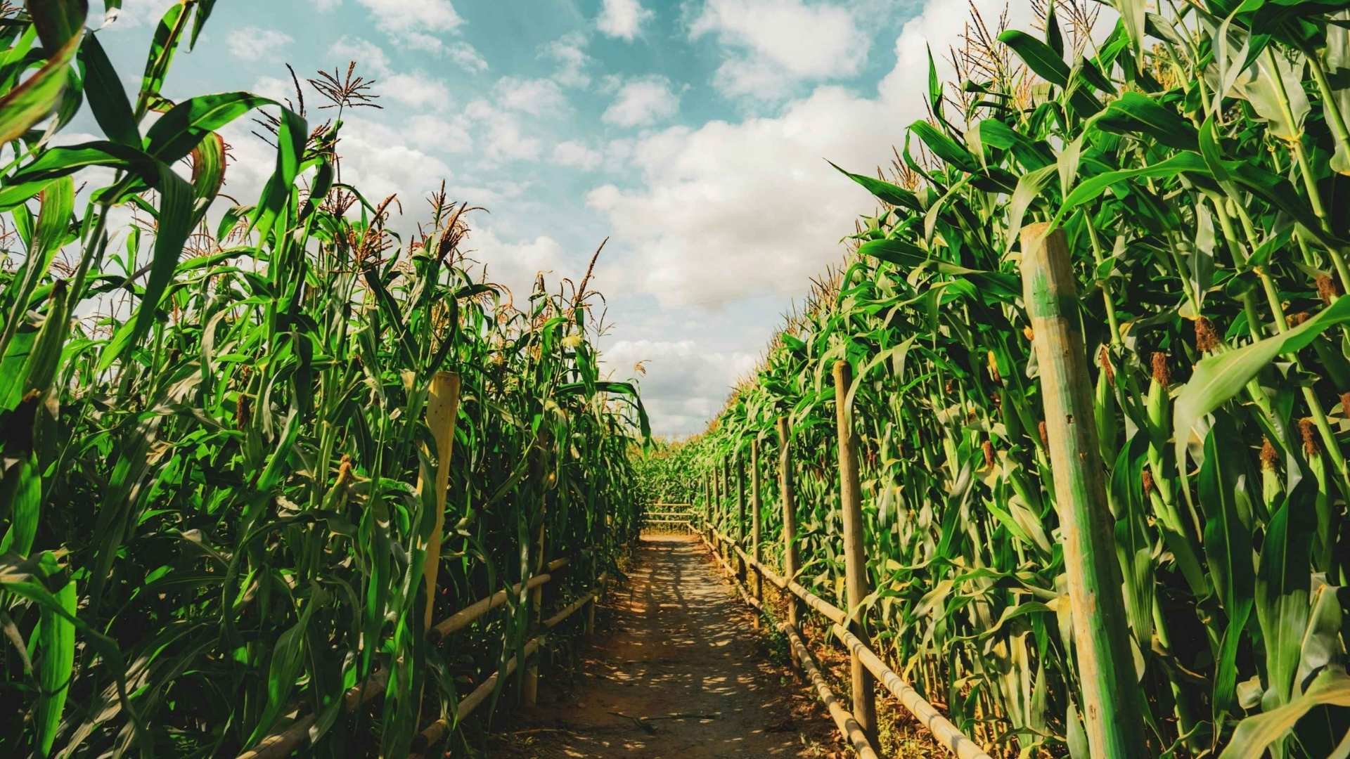 Cultivos - Foto Canva