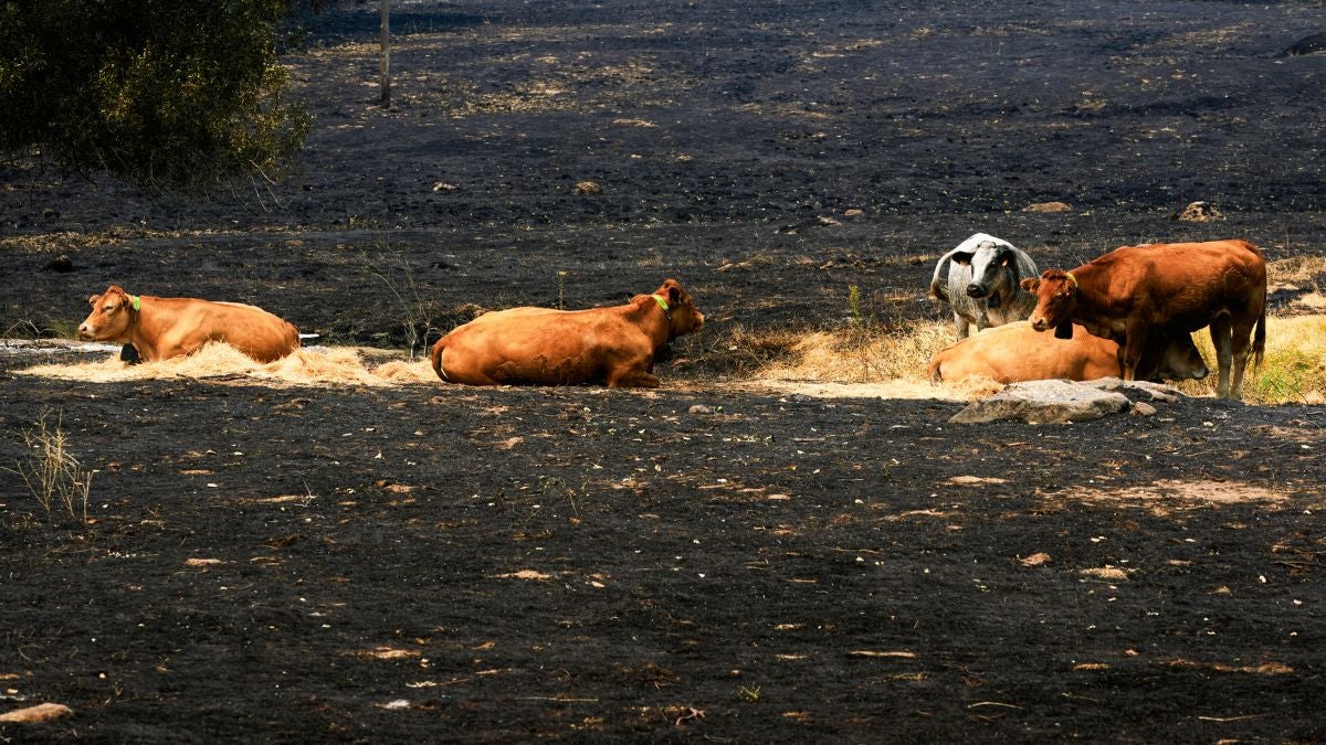 Incendios en España (EFE)